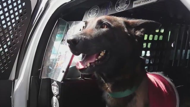 Gwinnett K-9 officer recovers from gunshot wounds, amputation