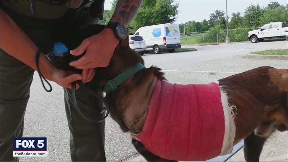 Kai and his human partner, Cpl. Aaron Carlyle. Kai had to have one of his legs amputated following the shooting (FOX 5 Atlanta).