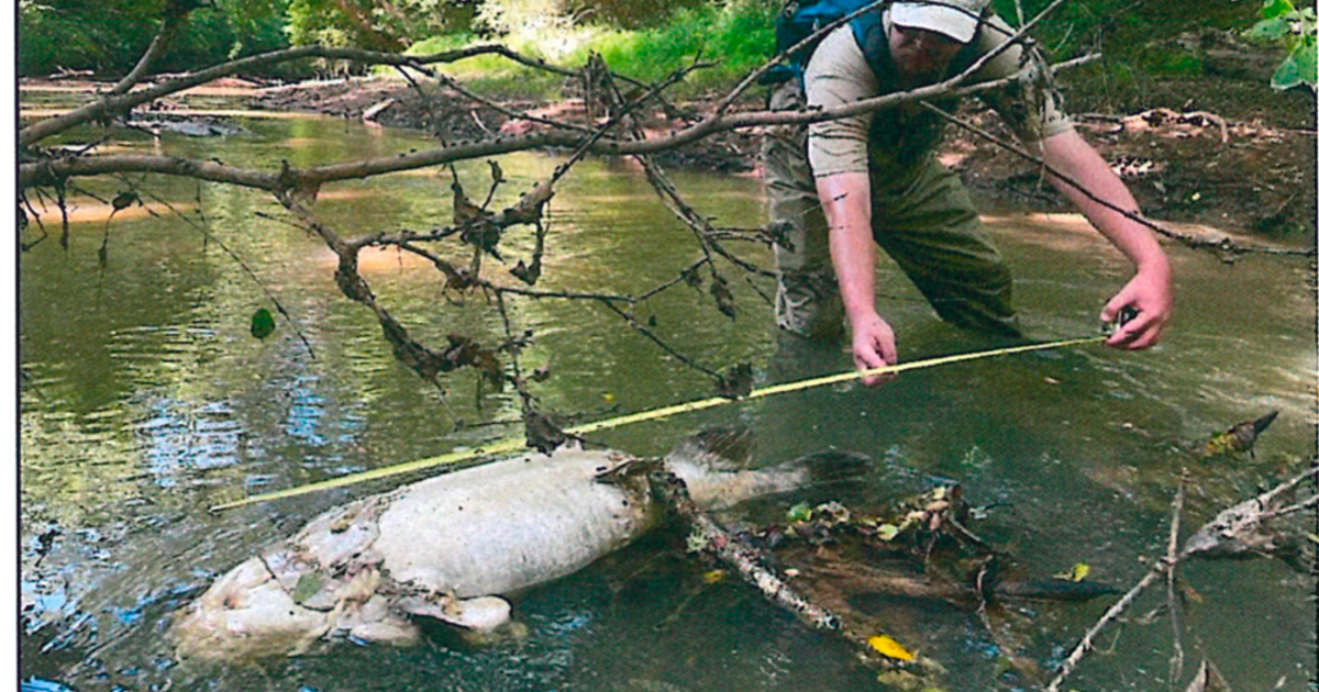 Big-old-fish.png?ve=1&tl=1