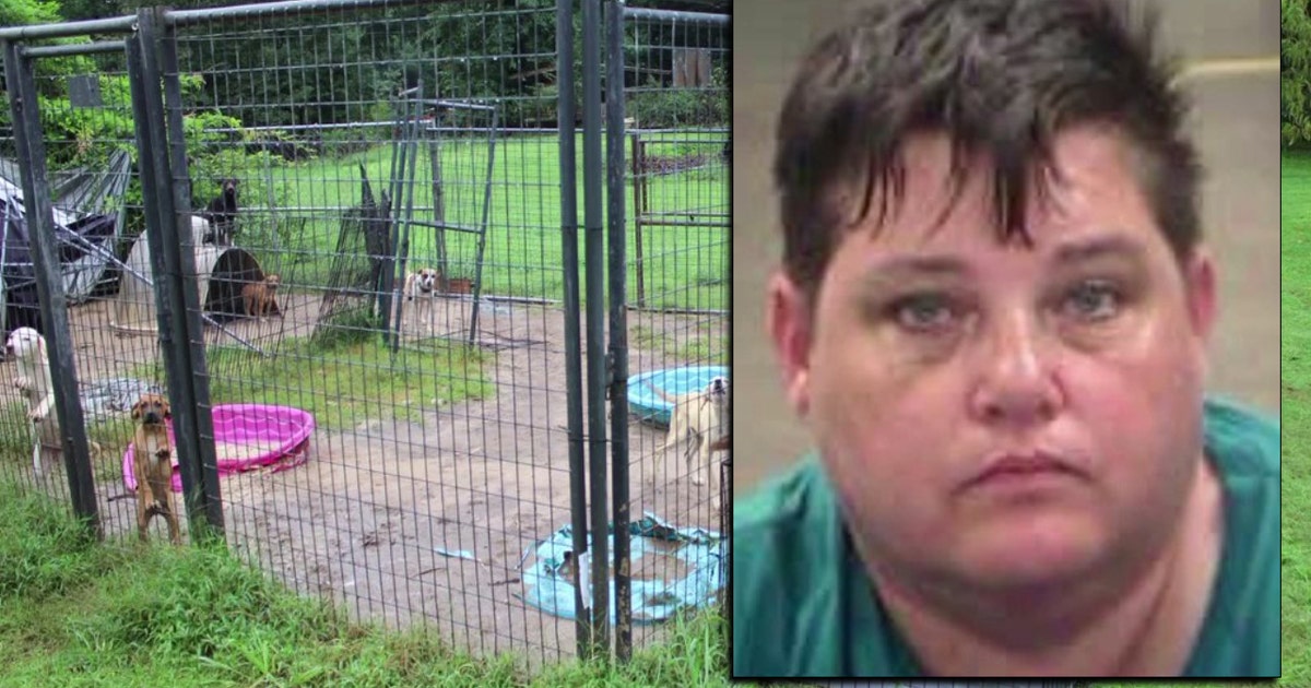 Dogs found living in deplorable conditions at Georgia animal rescue ...