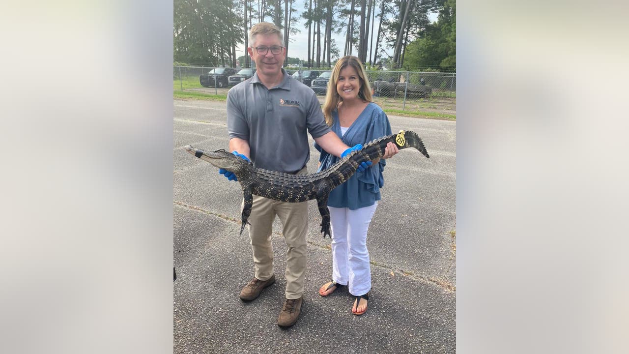 Alligator caught in Georgia Dollar Tree store’s parking lot