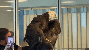 The eagle has landed! North Carolina passengers greeted by raptor at TSA checkpoint