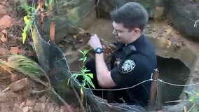 Deputy jumps into hole to save trapped fawn at construction site