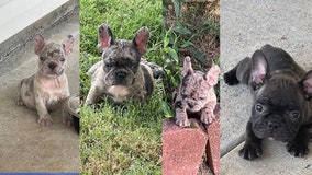 4 French bulldogs stolen from Buford home at gunpoint, owner says