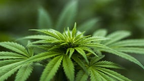Stonecrest City Council considering decriminalizing marijuana