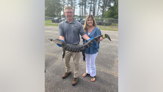 Alligator caught in Georgia Dollar Tree store's parking lot