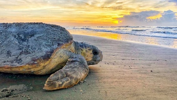 Rare sea turtles crawl to new nesting record at Georgia coast