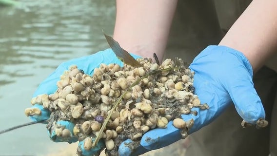 Fish turn up dead after thousands of pounds of soybeans spill into Gainesville creek