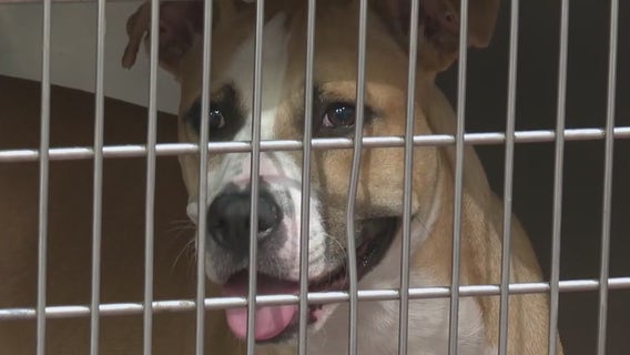 Fulton County animal shelter overcrowded, in 'crisis'