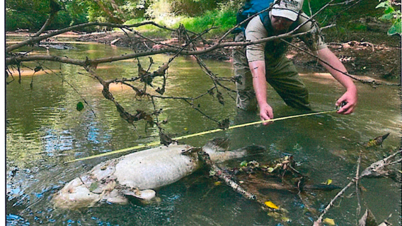 A growing stink: How a controversial farming practice led to 1,700 dead fish