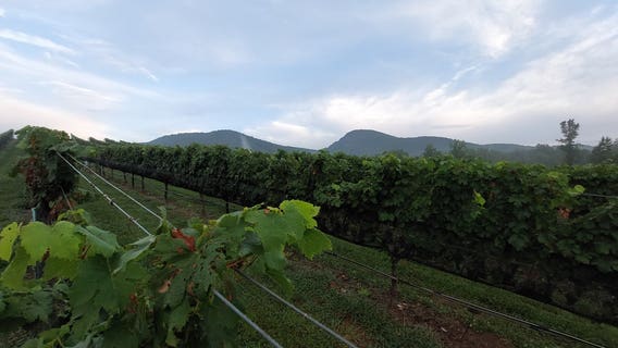 Weekend event provides crush-ing experience for wine fans