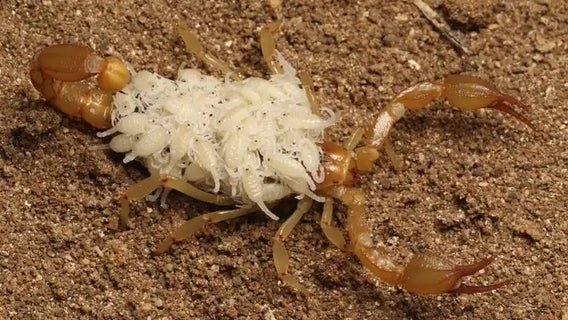 2 new scorpion species discovered in dry California lake-beds
