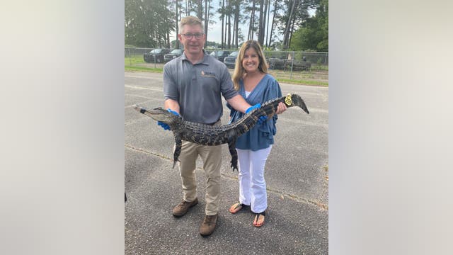 Alligator caught in Georgia Dollar Tree store's parking lot