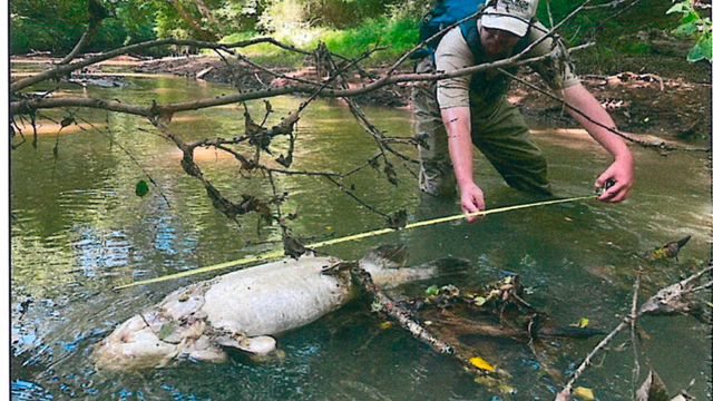 A growing stink: How a controversial farming practice led to 1,700 dead fish