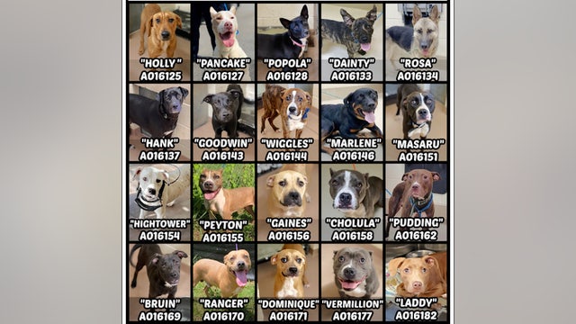 Euthanasia rate will increase without the help from citizens and rescue groups, shelter says