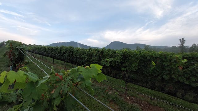 Weekend event provides crush-ing experience for wine fans