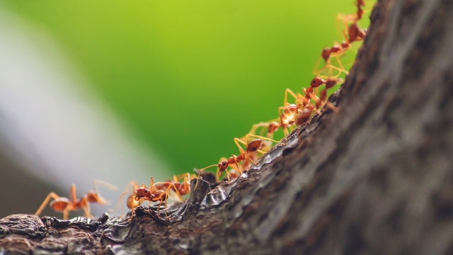 Atlanta named 2nd 'buggiest' city in United States, survey finds