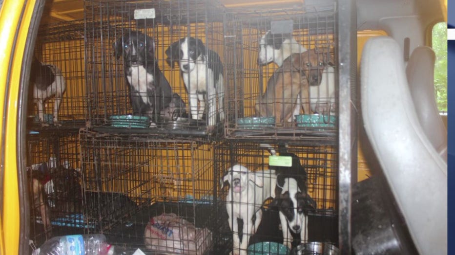 Dogs Found Living In Deplorable Conditions At Georgia Animal Rescue ...