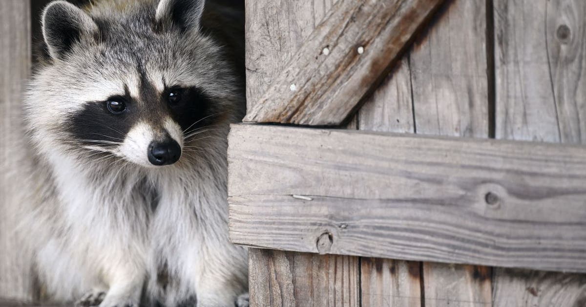 Woman who brought raccoon to North Dakota bar is charged | FOX 5 Atlanta