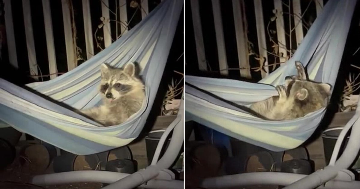 Woman finds raccoon hanging out in hammock outside her Pennsylvania ...