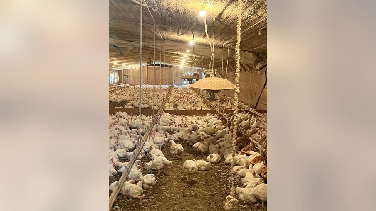 All 23K chickens safe after Pickens County coop catches fire FOX 5