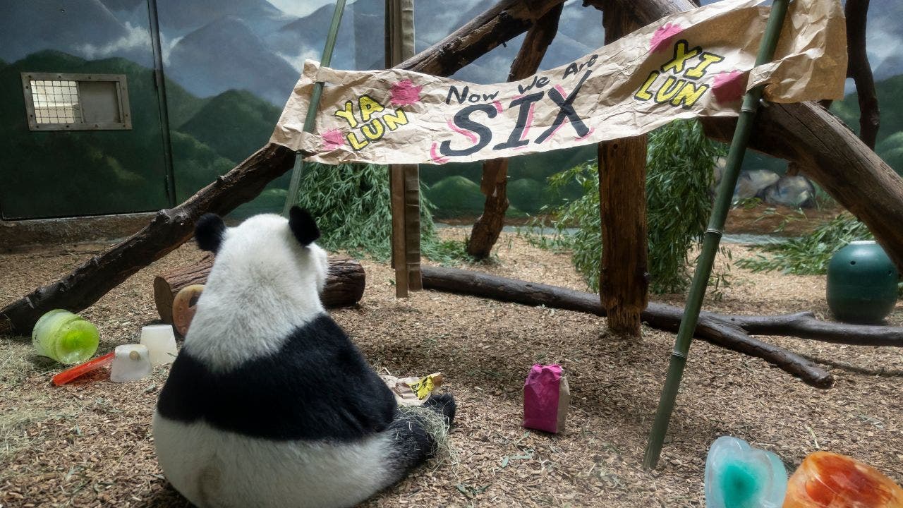 Only giant panda twins in the U.S. celebrate 6th birthday in Atlanta