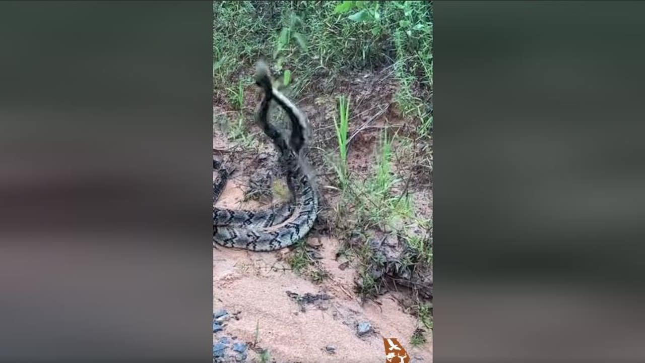 Timber rattlesnake fight on Georgia trail caught on video