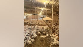 All 23K chickens safe after Pickens County coop catches fire