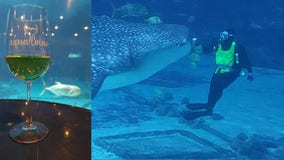 Fundraiser shines light on Georgia Aquarium’s conservation efforts