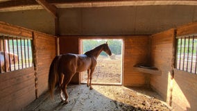 Cherokee County firefighters rescue 28 horses from barn fire