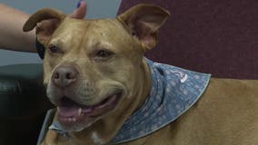 Rescue dog brings comfort to Cherokee County's 911 dispatchers