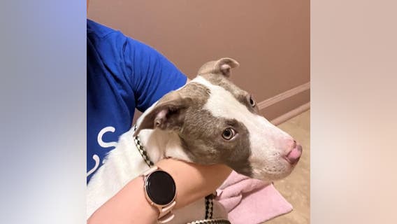 Puppy stolen from DeKalb County animal shelter found safe, two dogs still missing