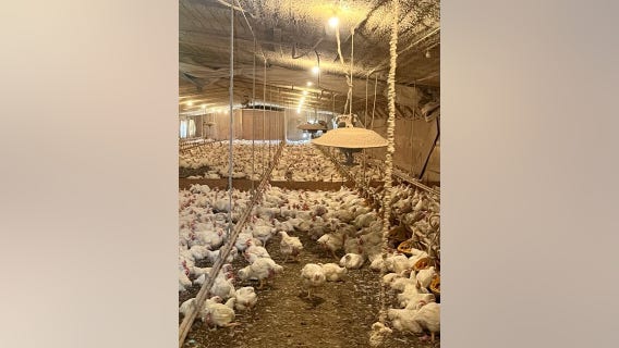 All 23K chickens safe after Pickens County coop catches fire