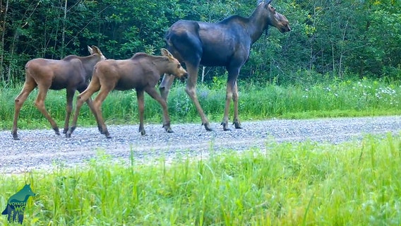 Moose twins, mama moose captured on Voyageurs Wolf Project trail cam