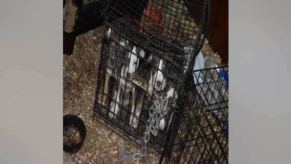 16 dogs found in 'deplorable conditions,' Griffin man charged with animal cruelty, police say