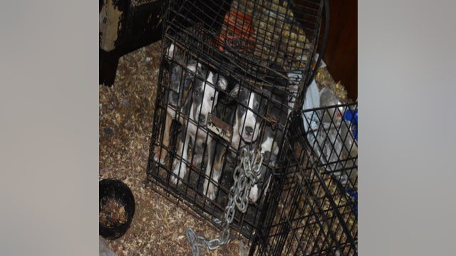 16 dogs found in 'deplorable conditions,' Griffin man charged with animal cruelty, police say