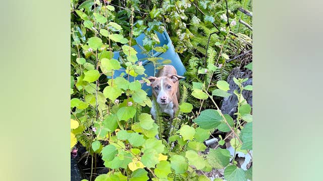 Dog rescued after being tossed over bridge from moving car, Orange County shelter says
