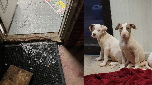 Puppies stolen during break-in at DeKalb County animal shelter, employees say