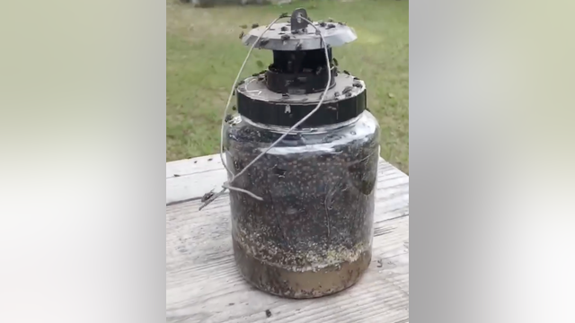 Lords of the Flies plaguing Georgia homeowners