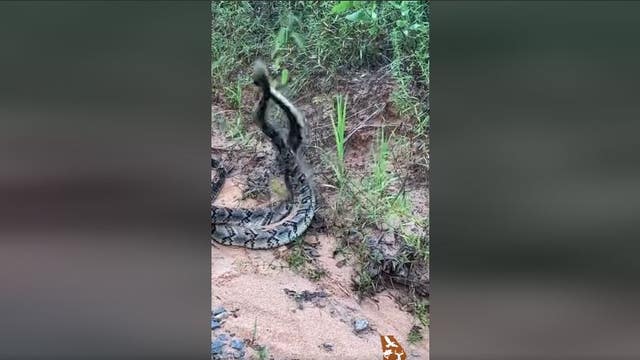 Timber rattlesnake fight on Georgia trail caught on video