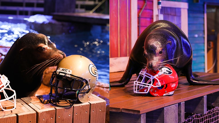 Diego, a California Sea Lion, picks Georgia and Georgia Tech to win games.