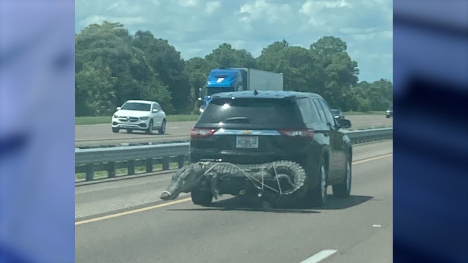 FOX-35-Gator-being-hauled-on-I-95.jpg