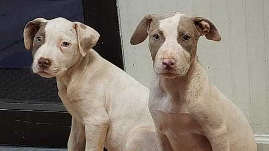 Puppies stolen during break-in at DeKalb County animal shelter, employees say Puppies stolen during break-in at DeKalb County animal shelter, employees say
