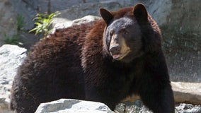 Bear mauls 10-year-old boy in grandparents’ backyard in Connecticut
