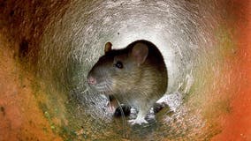 Oh rats! Atlanta named 1 of the ‘rattiest cities’ in the US