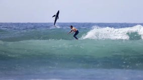 Shark photobombs a shot by leaping into the air behind an unwitting surfer