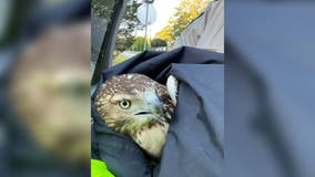 Coweta County Deputy Sheriff rescues car-struck hawk