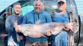 Lucky fisherman reels in biggest catfish in lake history, reports say