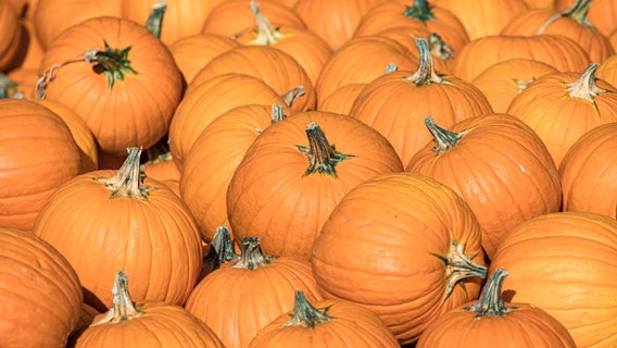 List of late summer & fall festivals in metro Atlanta, North Georgia | 2026