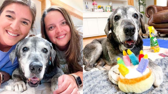 After being surrendered to shelter, 19-year-old dog showered with love by best friends